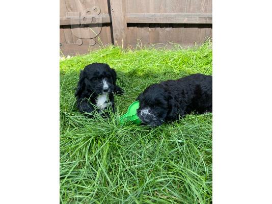 F2 Cockapoo κουτάβια προς πώληση στο Loving Forever Home